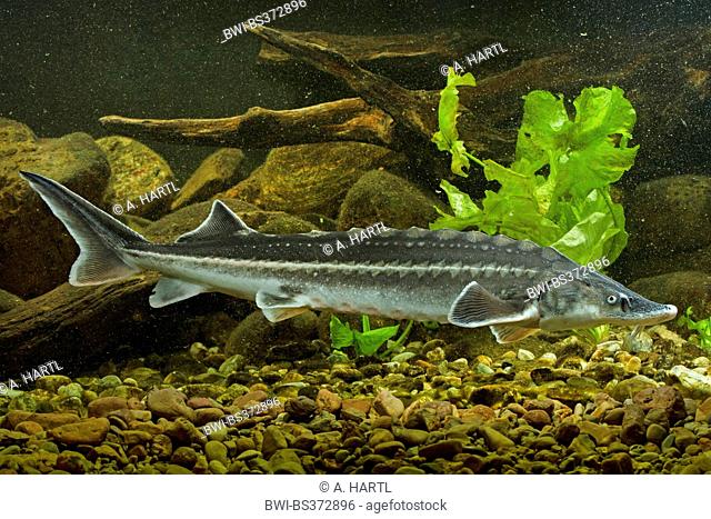 Russian sturgeon (Acipenser gueldenstaedtii, Acipenser gueldenstaedti), swimming
