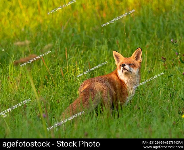 10 September 2023, Berlin: 10.09.2023, Berlin. A fox (Vulpes vulpes) stands on a meadow in a park and sticks its nose into the wind to weather