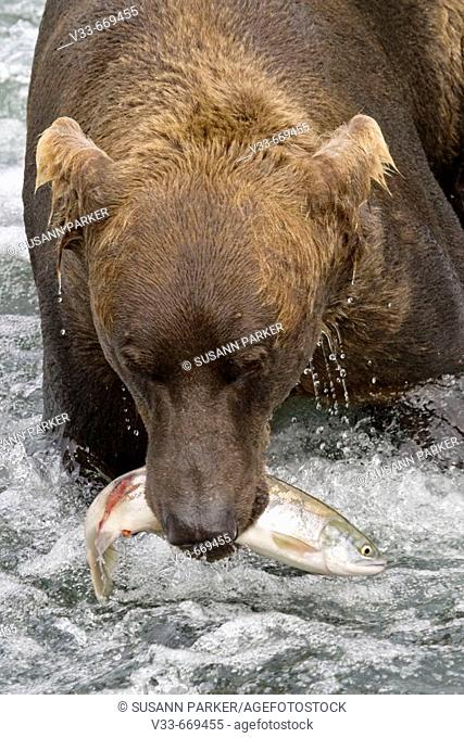 Brown Bear with a fresh catch in Katmai National Park, Alaska, USA