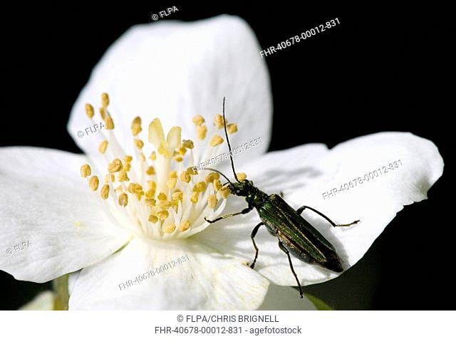 Thick-legged Flower Beetle Oedemera nobilis adult female, feeding on pollen at flower, Dorset, England, june