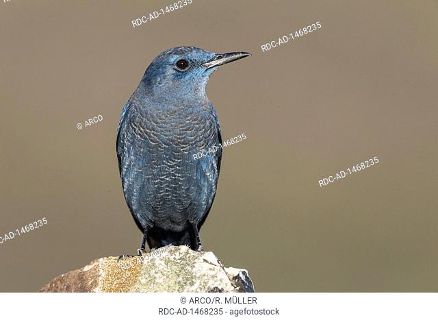 Blue Rock Thrush, Spain, Monticola solitarius