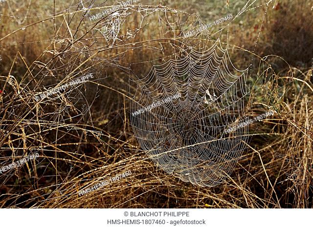 France, Gers, Araneae, Araneidae, European garden spider (Araneus diadematus), Spiral orb web with dewdrops