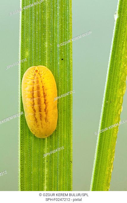 Slug caterpillar nymph on a leaf