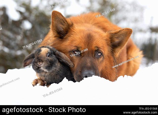 Harz Fox with Mini Lop