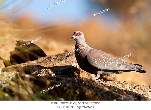 Speckled Pigeon (Columba guinea) at Mowani Mountain Camp - Twyfelfontein, Namibia, Africa