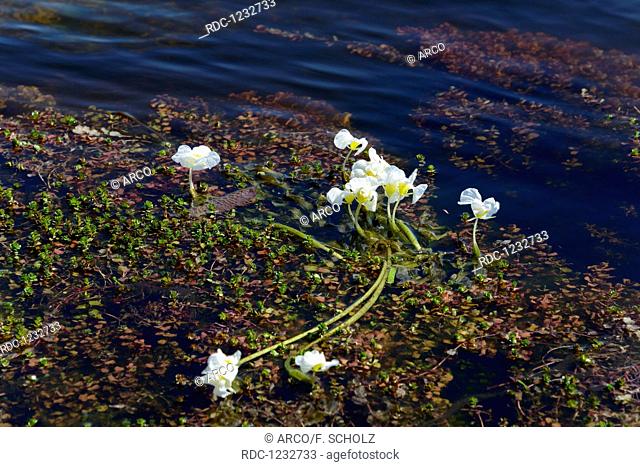 Swamp lily, Chobe river, Chobe National Park, Botswana, (Ottelia)