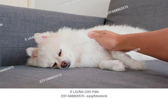 Pomeranian dog lying on sofa