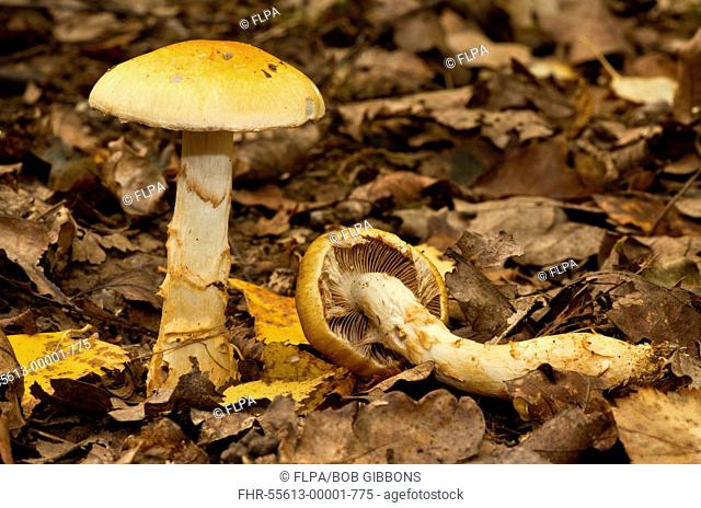 Birch Webcap Cortinarius triumphans fruiting bodies, growing under birch trees in woodland, Langley Wood National Nature Reserve, Wiltshire, England, september