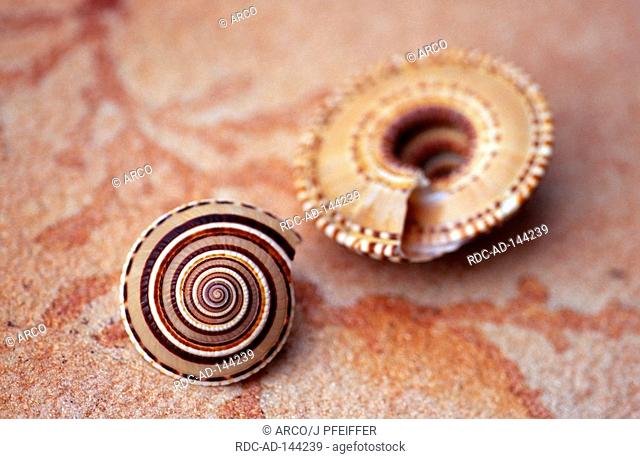 Sundial Snail snail shells Architectonica perspectiva snail shell