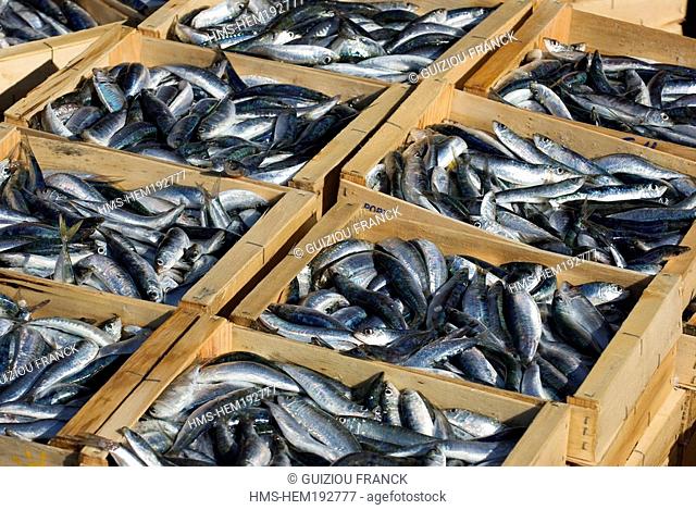 France, Pyrenees Orientales, Port Vendres, back from fishing, sardines arrival