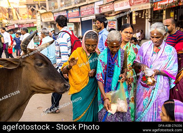 Indian women and cow, Varanasi, Banaras, Benaras, Kashi, Uttar Pradesh, India
