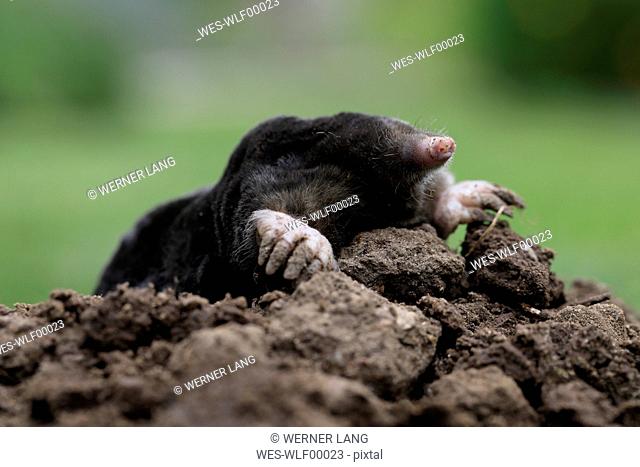 European Mole on mole hill