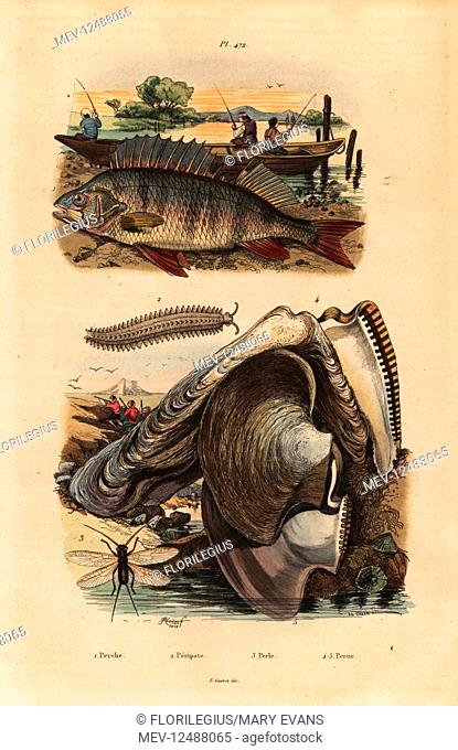 European perch, Perca fluviatilis 1, velvet worm, Peripatus iuliformis 2, lacewing, Perla marginata 3, and pearl oyster, Isognomon isognomum 4
