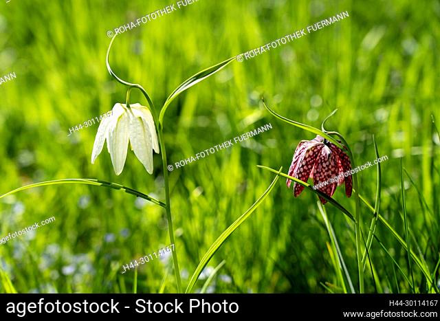 die Schachbrettblume - Fritillaria meleagris