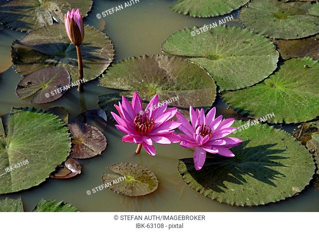 Flowering pink Lotus Water Lily Cambodia