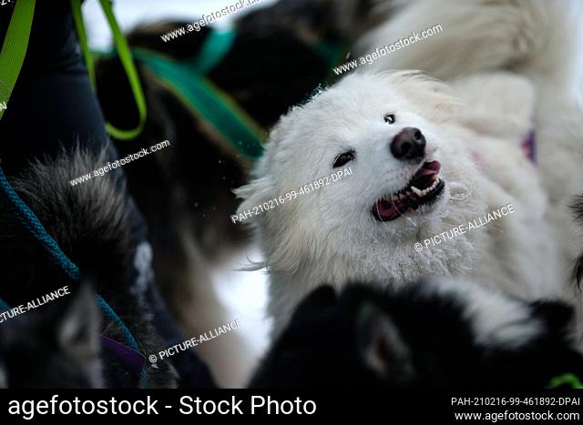 13 February 2021, Saxony, Delitzsch: A Samoyed is panting during a short training break in the middle of the team. Plenty of snow and low temperatures offer the...
