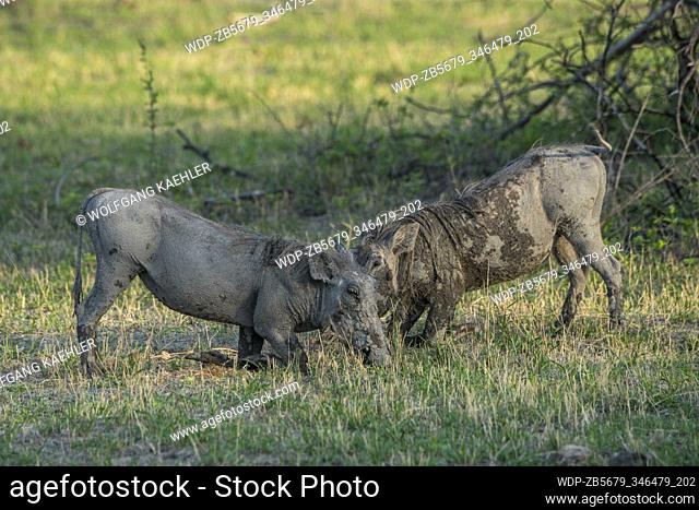 Two Warthogs (Phacochoerus africanus) kneeling to feed on grass in the Gomoti Plains area, a community run concession, on the edge of the Gomoti river system...