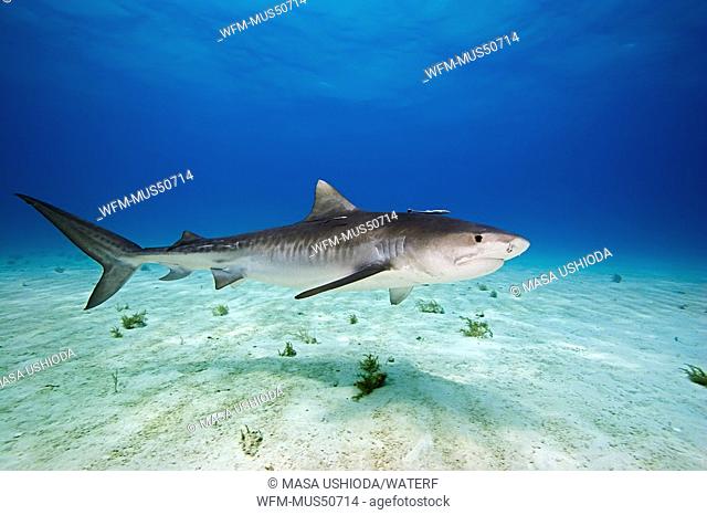 Tiger Shark, Galeocerdo cuvier, Atlantic Ocean, Bahamas