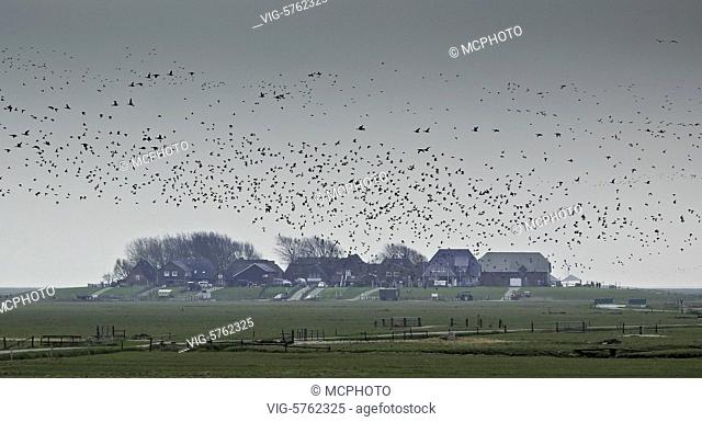 swarm of birds over island Hooge - Hooge, Schleswig-Holstein, Germany, 15/04/2016