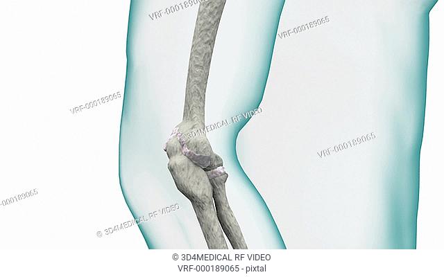 Depiction of a skeletal elbow joint. The camera slowly zooms in on the elbow joint