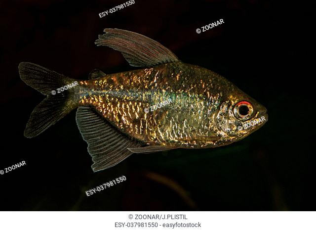 Portrait of tetra fish (Moenkhausia pittieri) in aquarium