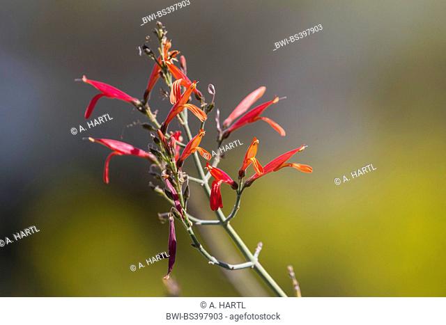 hummingbird bush, Chuparosa (Justicia californica), inflorescence, USA, Arizona, Sonoran