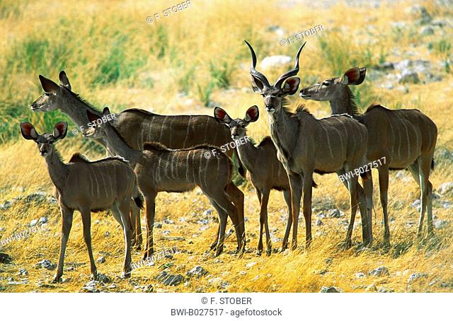 greater kudu (Tragelaphus strepsiceros), antilope family in the savannah, Namibia, Etosha National Park