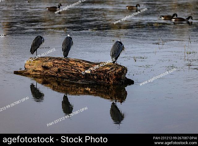 12 December 2023, North Rhine-Westphalia, Cologne: Herons sitting on a tree trunk are reflected in the water of the flooded Poller meadows
