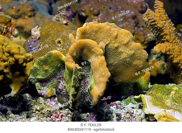 Stone Coral (Pavona decussata), side view