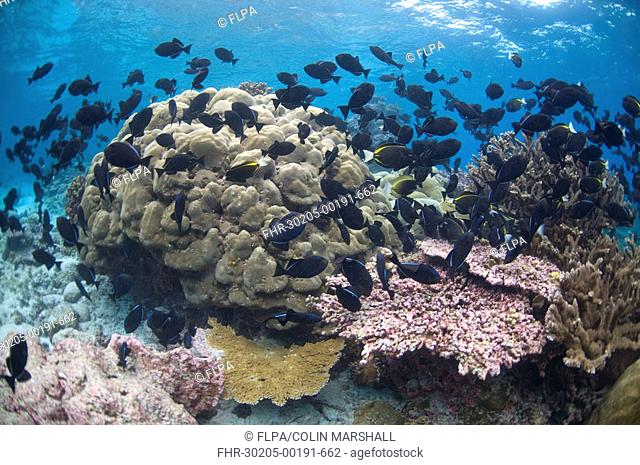 Coral reef habitat, with triggerfish school, Perpendicular Wall dive site, Christmas Island, Australia
