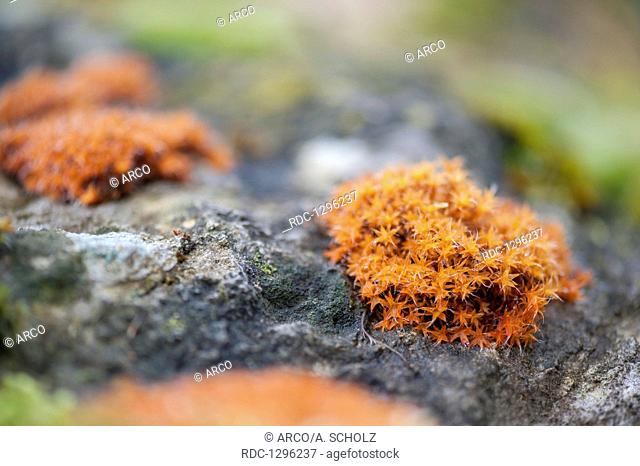 star moss, Heilbronn-Franconia, Baden-Wuerttemberg, Geislingen, Kocher valley, Schwaebisch Hall, Germany, (tortula calcicolens)