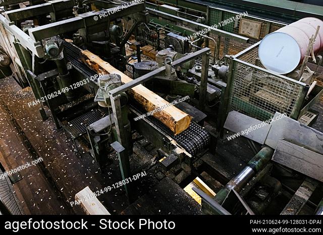 PRODUCTION - 07 June 2021, Baden-Wuerttemberg, Hausach: A debarked tree trunk passes through the cutting line on the premises of a sawmill