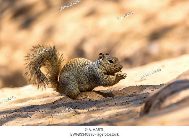 rock squirrel (Citellus variegatus, Spermophilus variegatus ), sitting on sandy river shore feeding, USA, Arizona, Sonoran, Phoenix