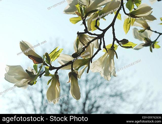 White blossoms of a magnolia tree against the light
