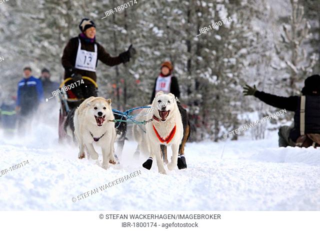 Alaskan Huskies, running sled dogs, dog team, dog sledding, mushing, Carbon Hill dog sled race, Mt. Lorne, near Whitehorse, Yukon Territory, Canada