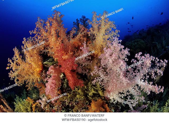 Soft corals, Dendronephthya, Aldabra Atoll, Indian Ocean, Seychelles