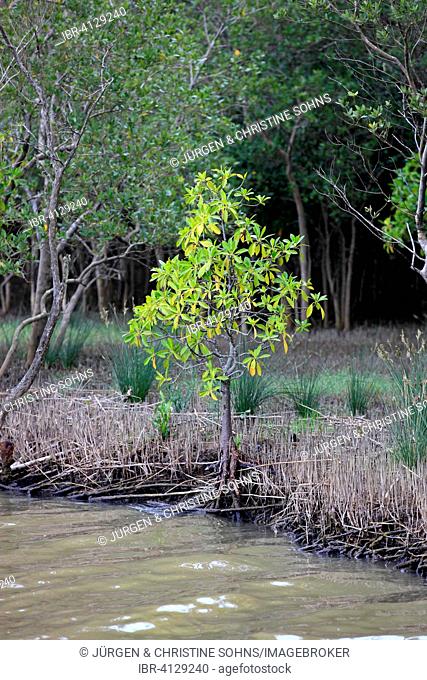 White Mangrove (Laguncularia racemosa), in water, iSimangaliso Wetland Park, Kwazulu Natal, South Africa