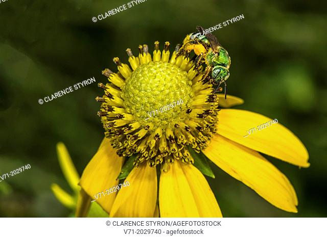 Virescent Green Metallic Bee Agapostemon virescens Feeding on Cutleaf Daisy Engelmannia peristenia in Corolla, NC USA