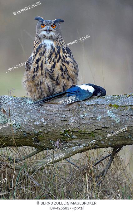 Eurasian eagle-owl (Bubo bubo), adult female with prey, Eurasian magpie (Pica pica), Šumava National Park, Sumava, Czech Republic