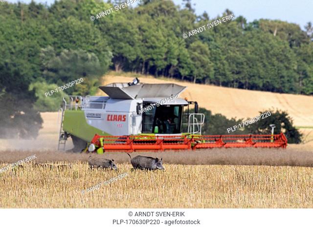 Combine harvester and sounder of wild boars (Sus scrofa) with young fleeing through stubble field in summer