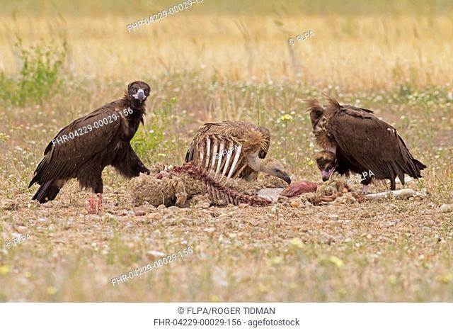 Eurasian Black Vulture (Aegypius monachus) two juveniles, and Eurasian Griffon Vulture (Gyps fulvus) juvenile, feeding on sheep carcass, Castilla y Leon, Spain