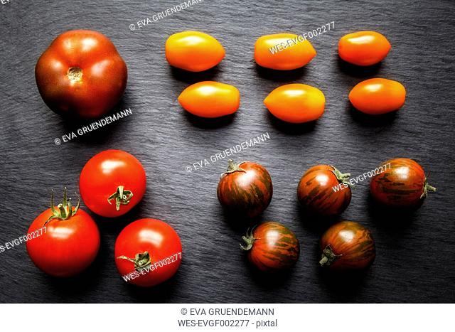 Different tomatoes, Zebrino, Ebeno, Devotion and yellow cherry tomatoes