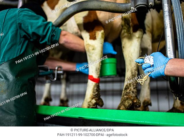 09 December 2019, North Rhine-Westphalia, Bad Sassendorf: While the participant Roman Thiesen marks the cow with his hand in the examination round