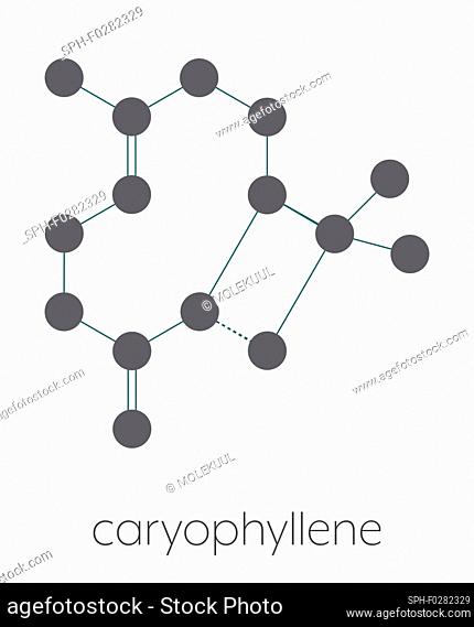 Caryophyllene molecule, illustration
