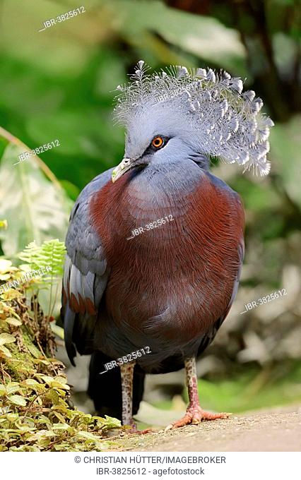 Victoria Crowned Pigeon (Goura victoria), native to New Guinea, captive, Germany