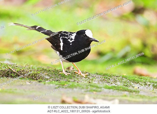 Spotted Forktail, Enicurus maculatus