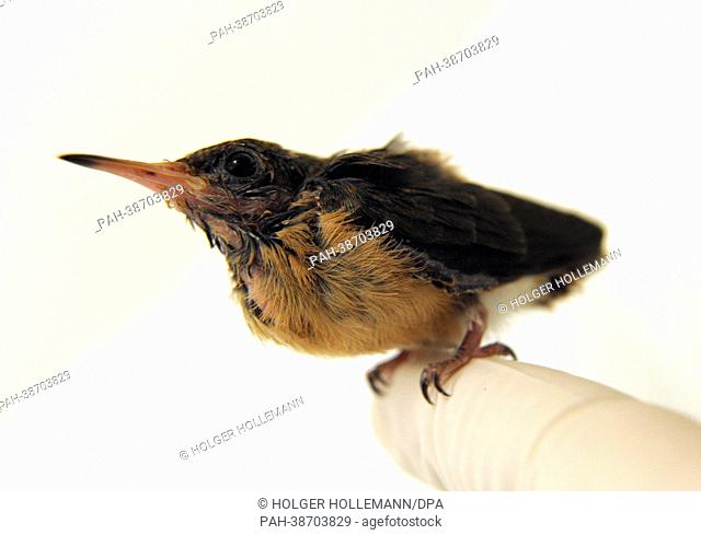 A nine day old hummingbird (Amazilia amazilia) weighing 4.2 g sits on a gloves finger at the breeding station of the hummingbird house at the World Bird Park in...