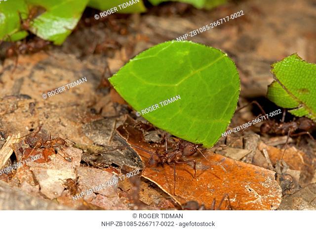 Leafcutter Ant, Atta sp; carrying leaf, Amazon Rain Forest, Peru