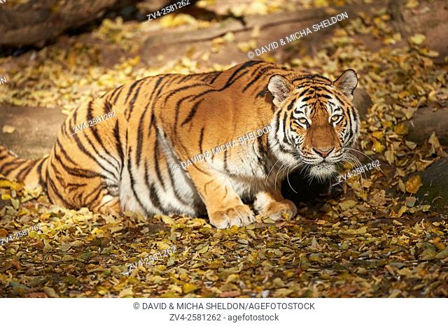 Close-up of a Siberian tiger or Amur tiger (Panthera tigris altaica) in autumn. Captive. Germany