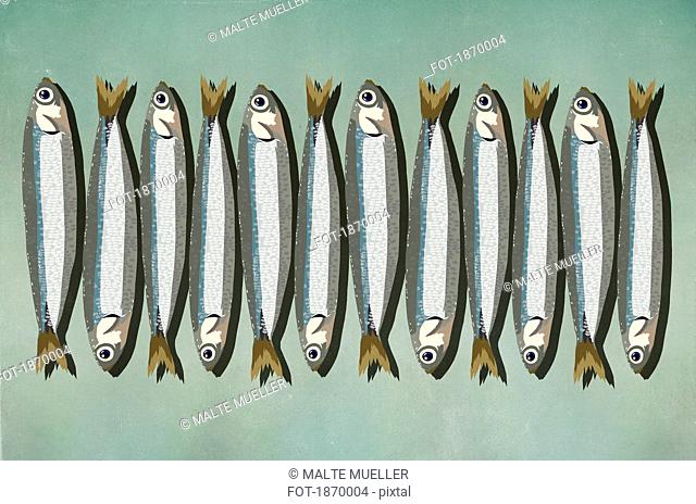 Sardines in a row